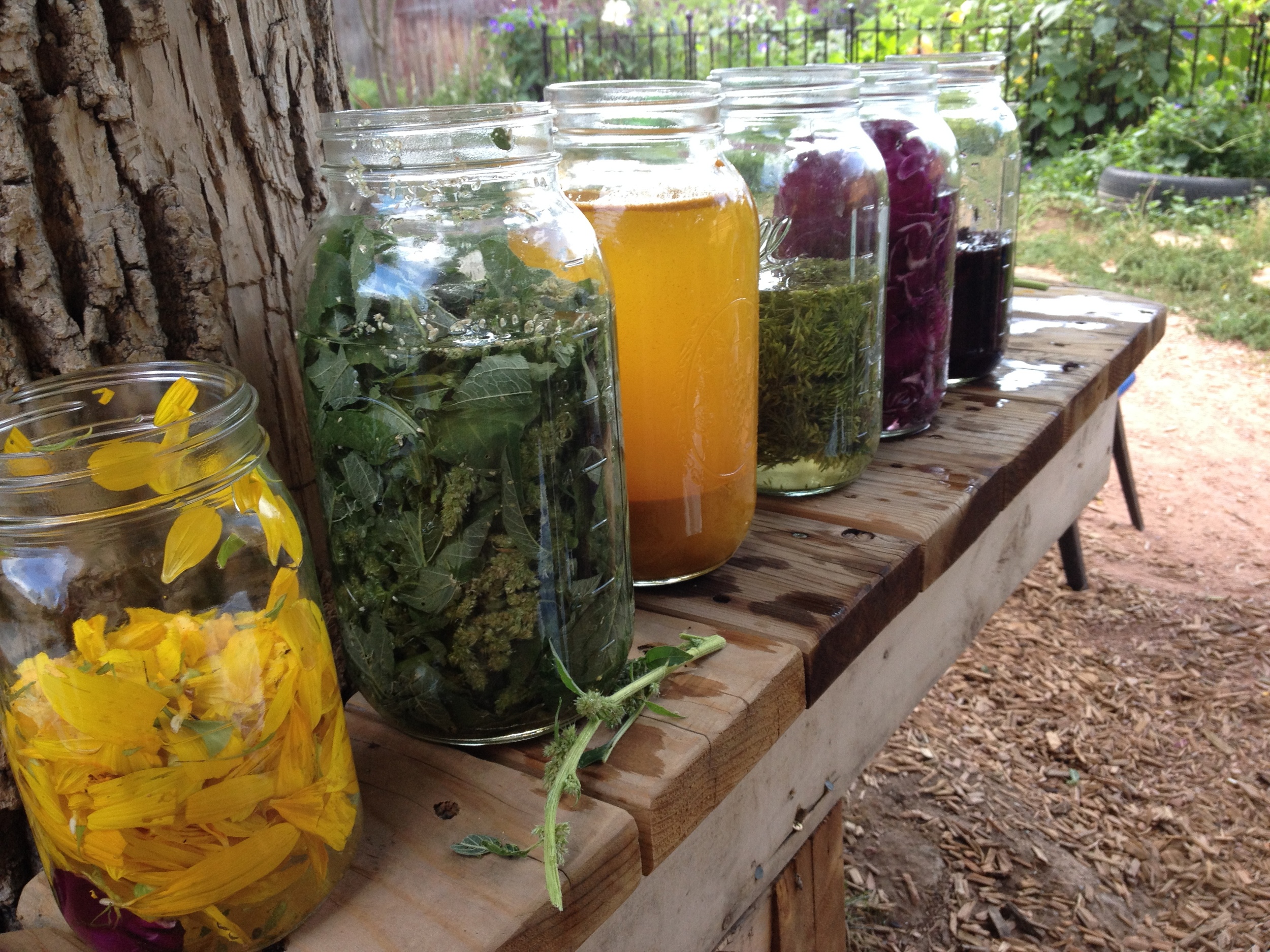 Bontonical Dyes a Brewing