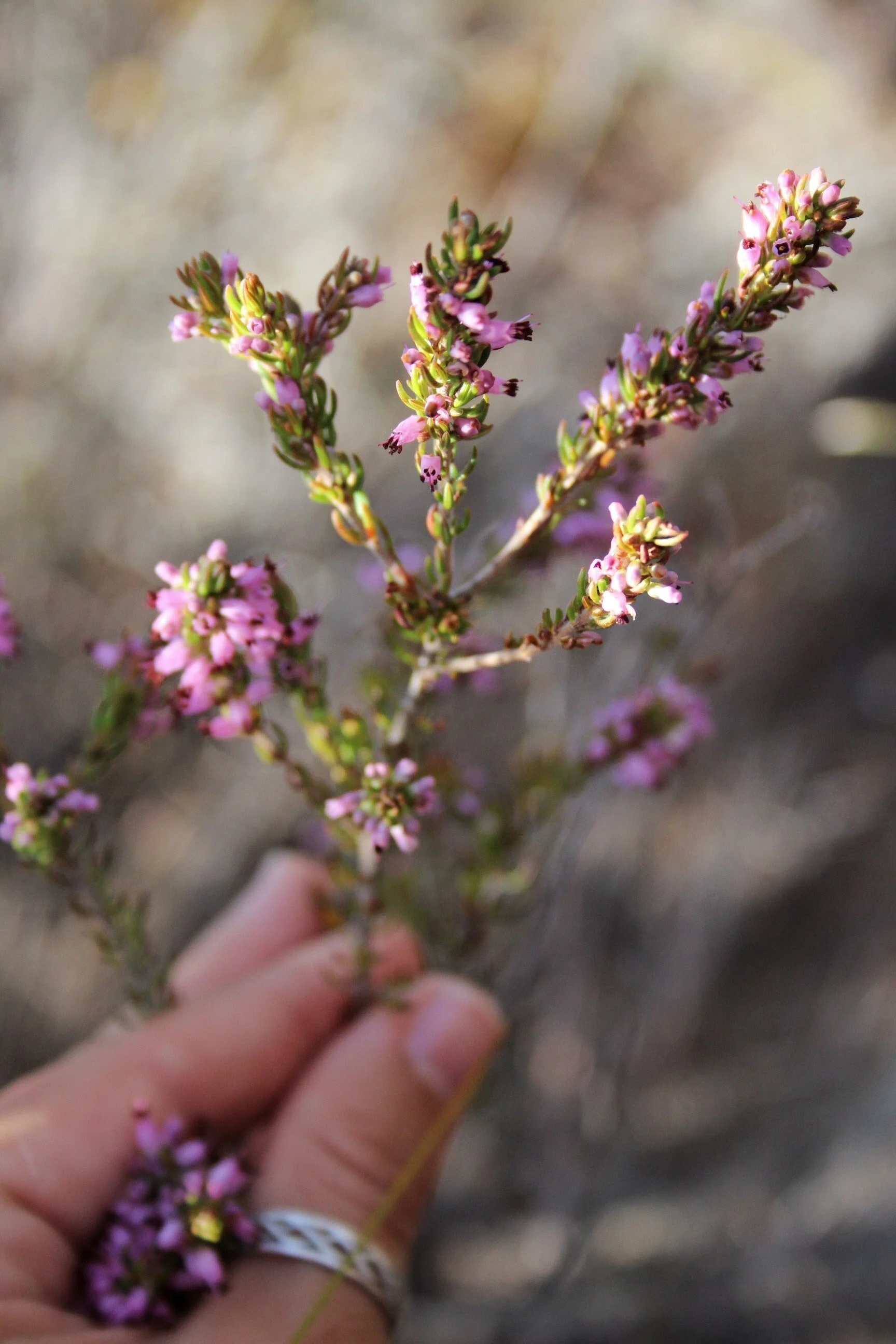 Flower Essence Consultations