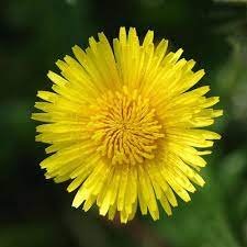Spring Herbs for Kids