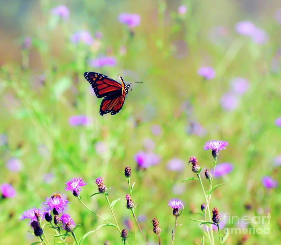 monarch-butterfly-in-flight-over-the-wildflowers-kerri-farley.jpg