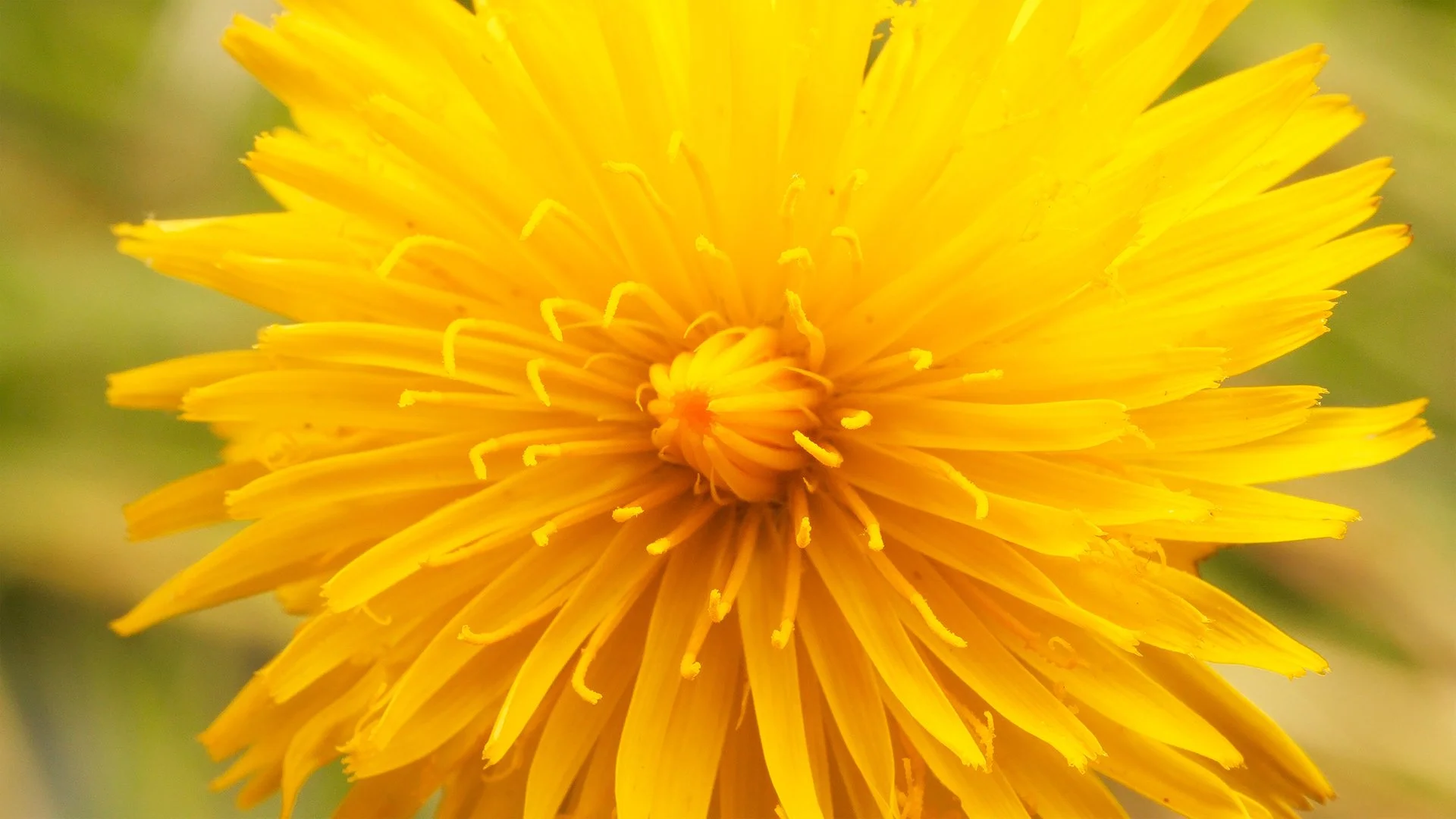 DEEP_713_This-is-Not_a-Dandelion_1920.jpg