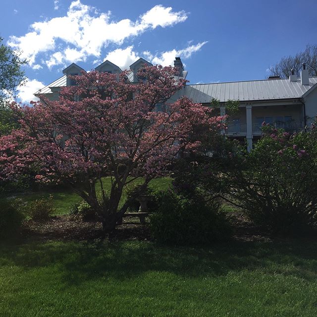 Views from #highholdborneweddings #highholdborne #visitloudoun @visitloudoun #wedddingvenuesloudoun #weddingvenue #brides #weddingswithaview #bluemont #engaged