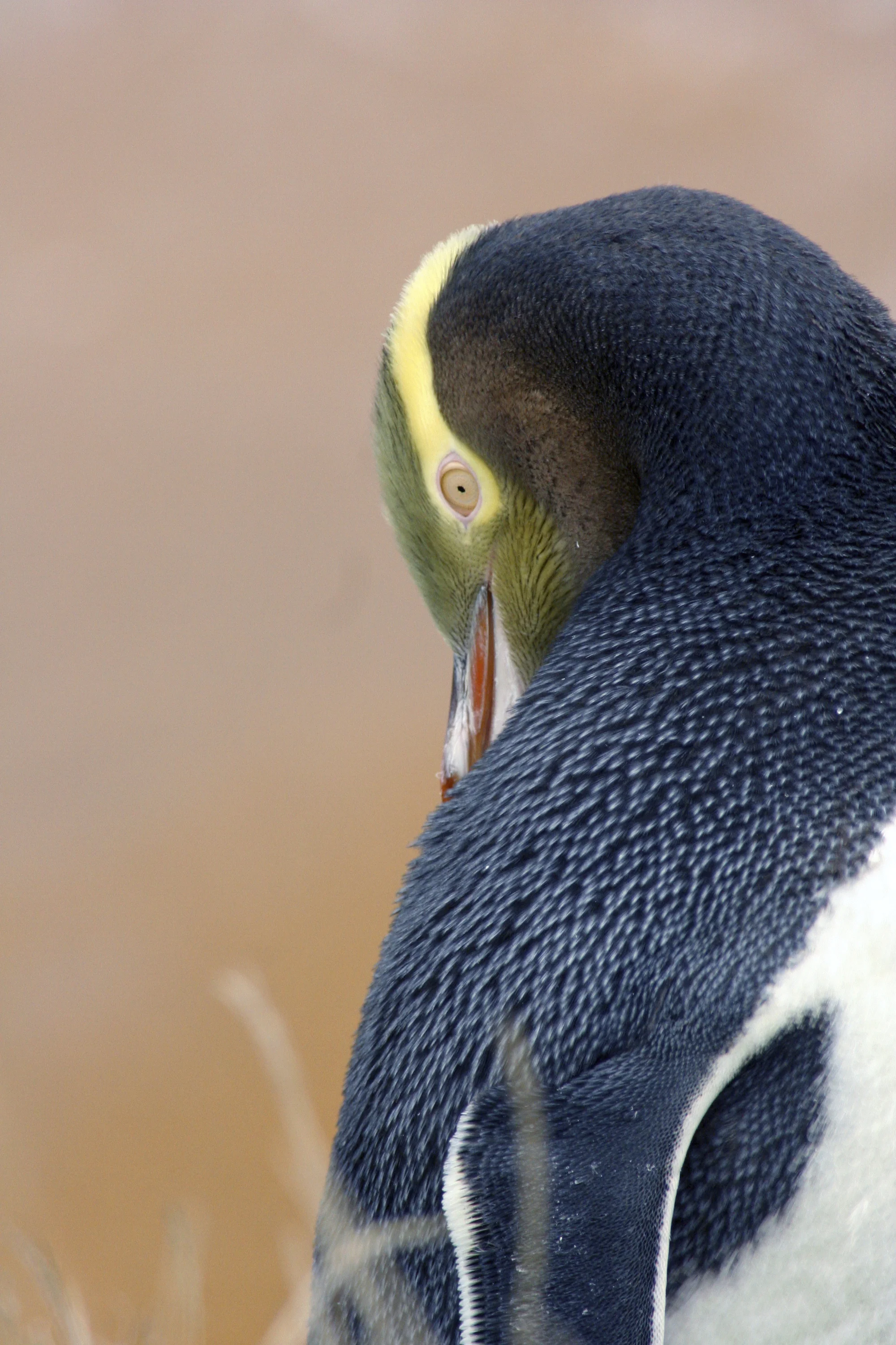 nzpenguin.jpg