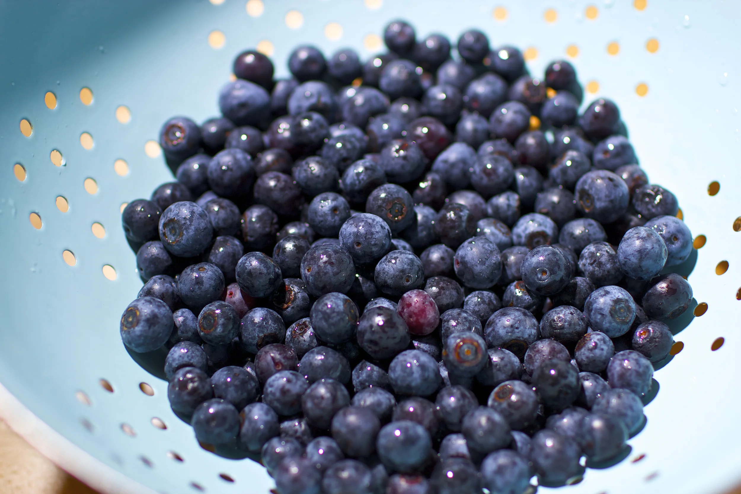 blueberrycollander.jpg