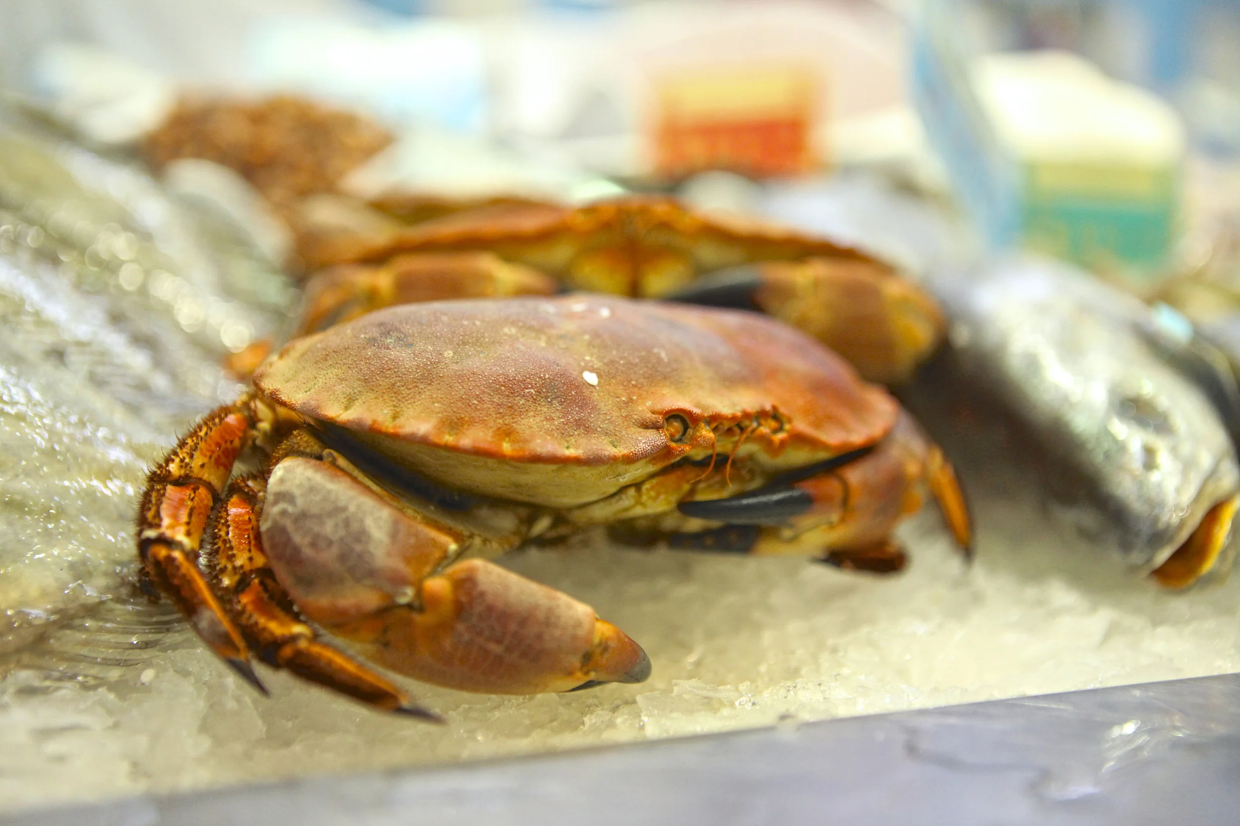 francecrab.jpg