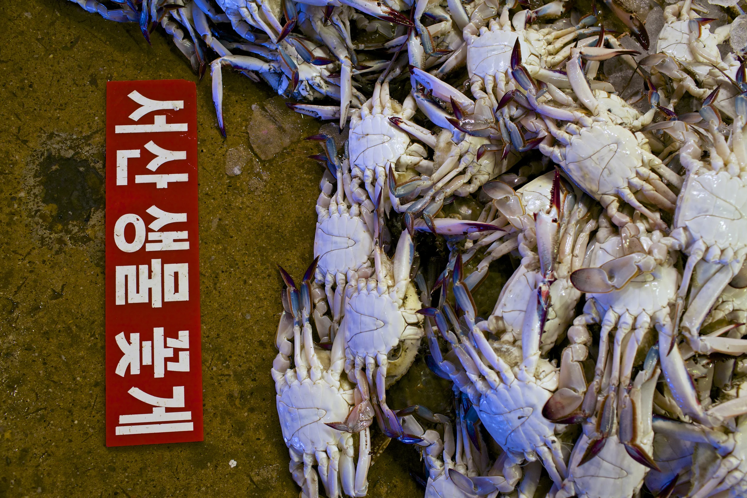 koreacrab.jpg