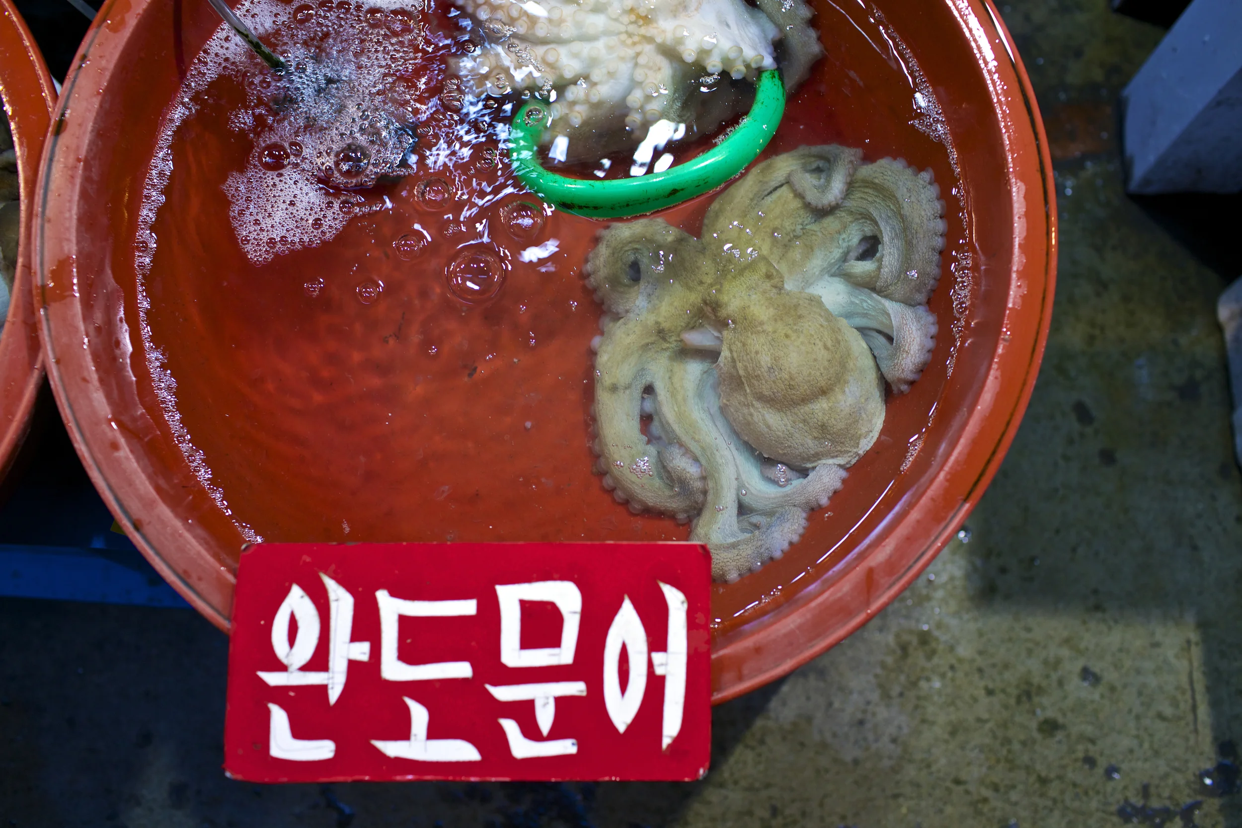 koreanoctopus.jpg