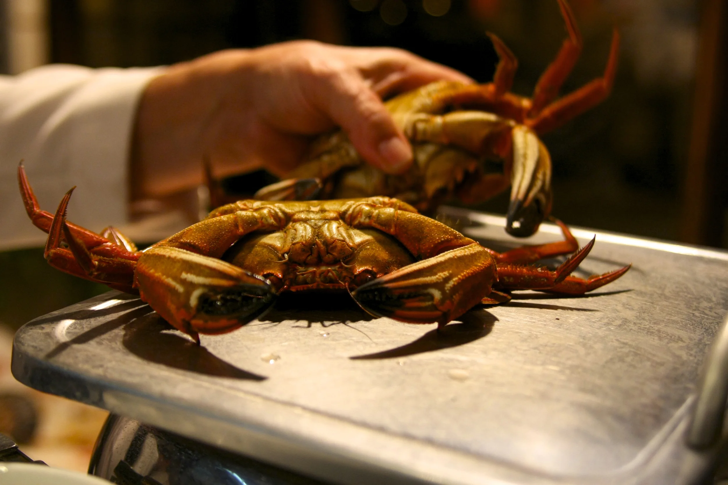 spaincrab.jpg