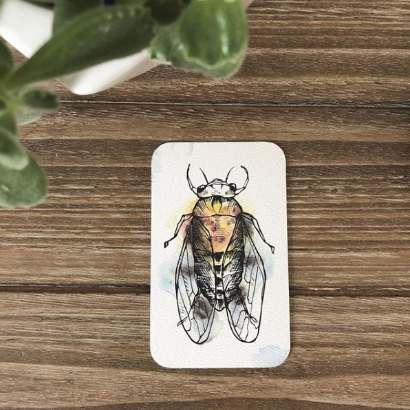 cicada.png