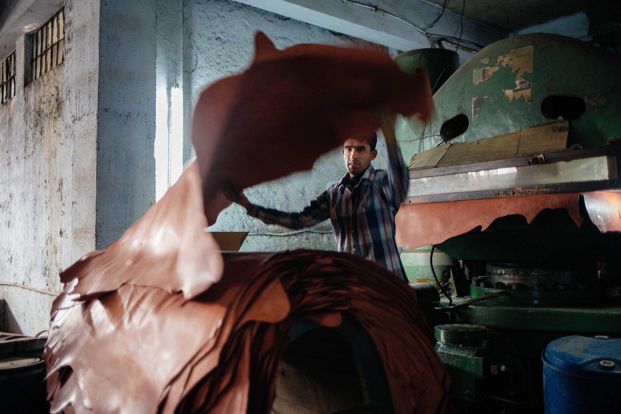  A tannery worker takes a newly pressed hide out of a machine. 