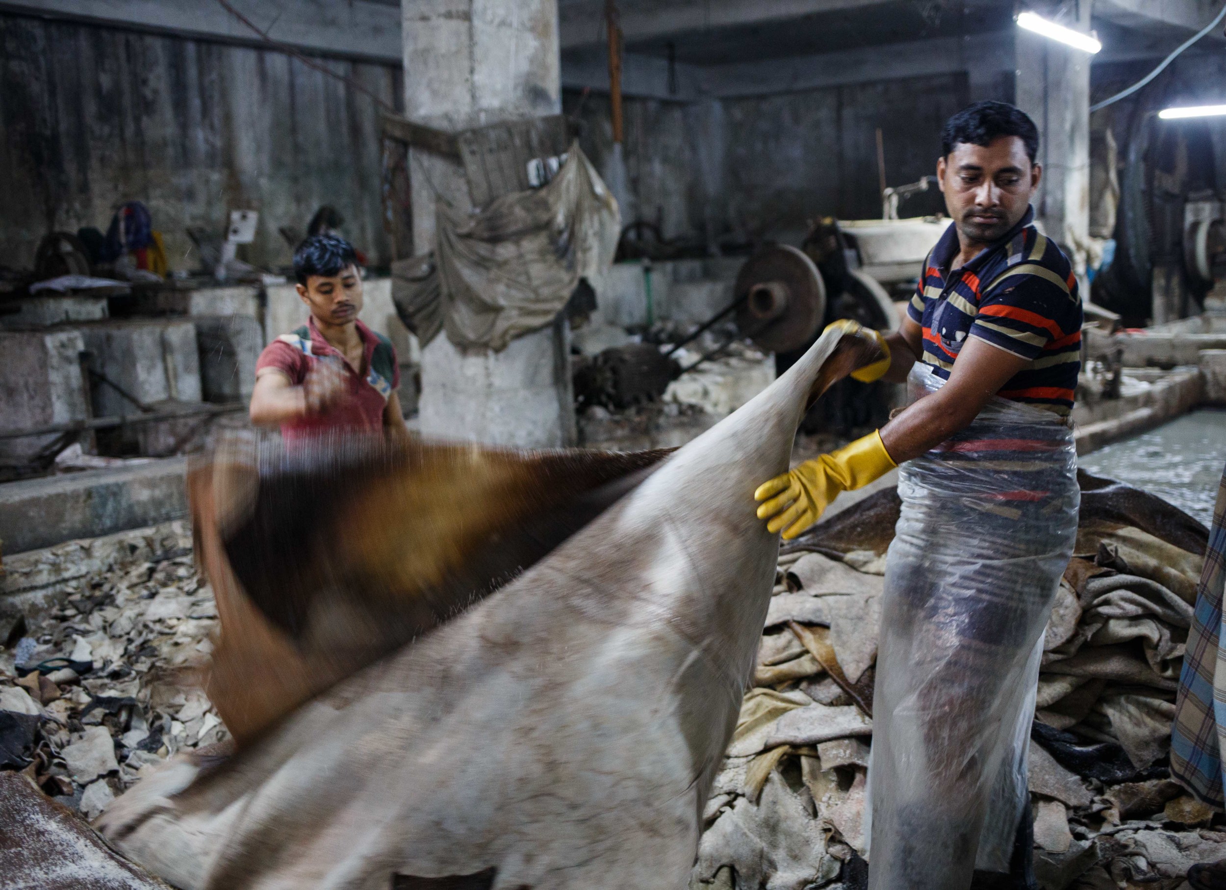  A tannery worker prepares a hide for the "wet blue" process. This entails placing the hide in a large steel drum filled with chemicals including Chromium- a notoriously toxic chemical banned in many countries, to strip the hide of hairs and bleach t