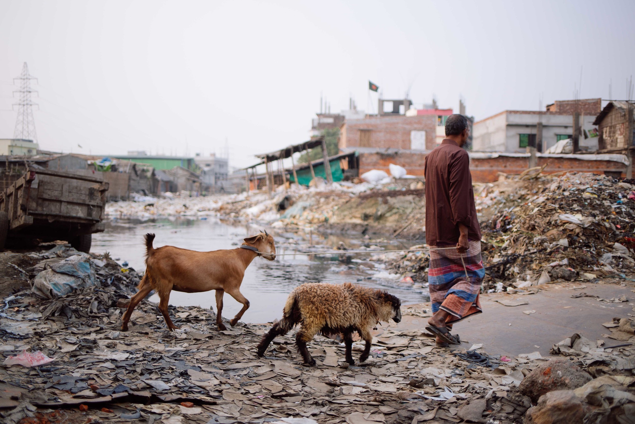  A man leads a goat and a sheep to slaughter for leather. 