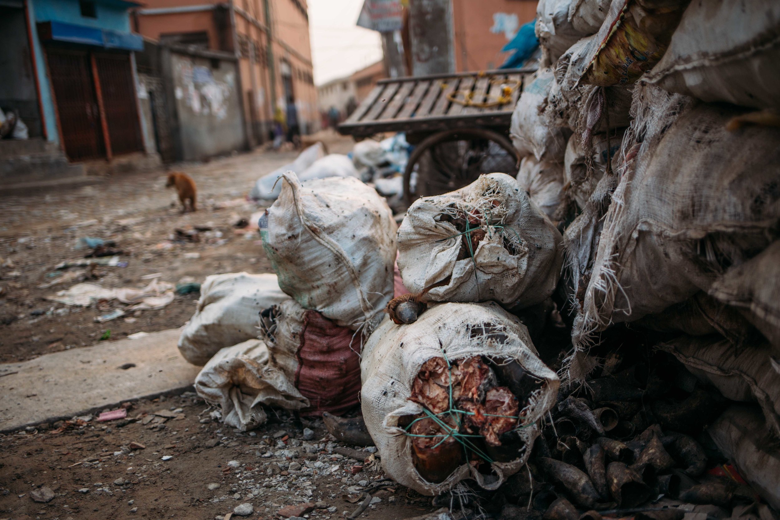  Animal carcasses are rounded up and tied together into bags which are then dumped. The rotting carcasses draw in vermin and disease to the inhabitants of the area. 