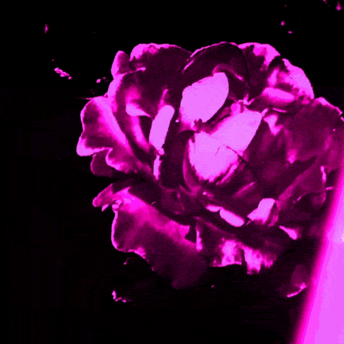 Animated Video for Eli Moon single "Black Roses"
