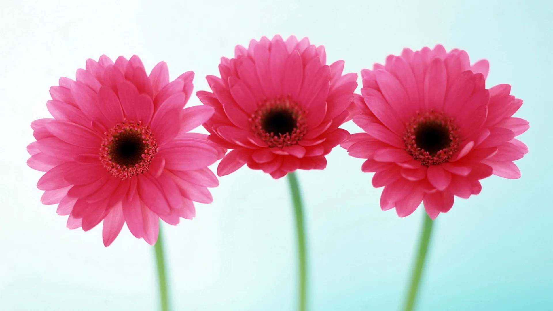 Three-pink-daisies.jpeg