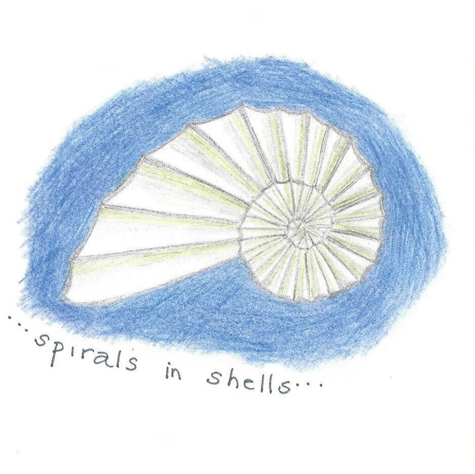 spirals in shells 052817.jpg