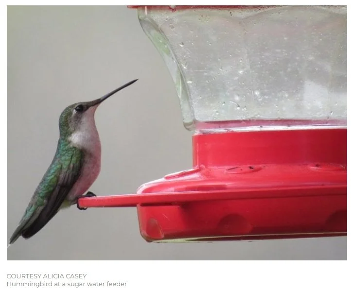  Hummingbird Wisdom ... And Not