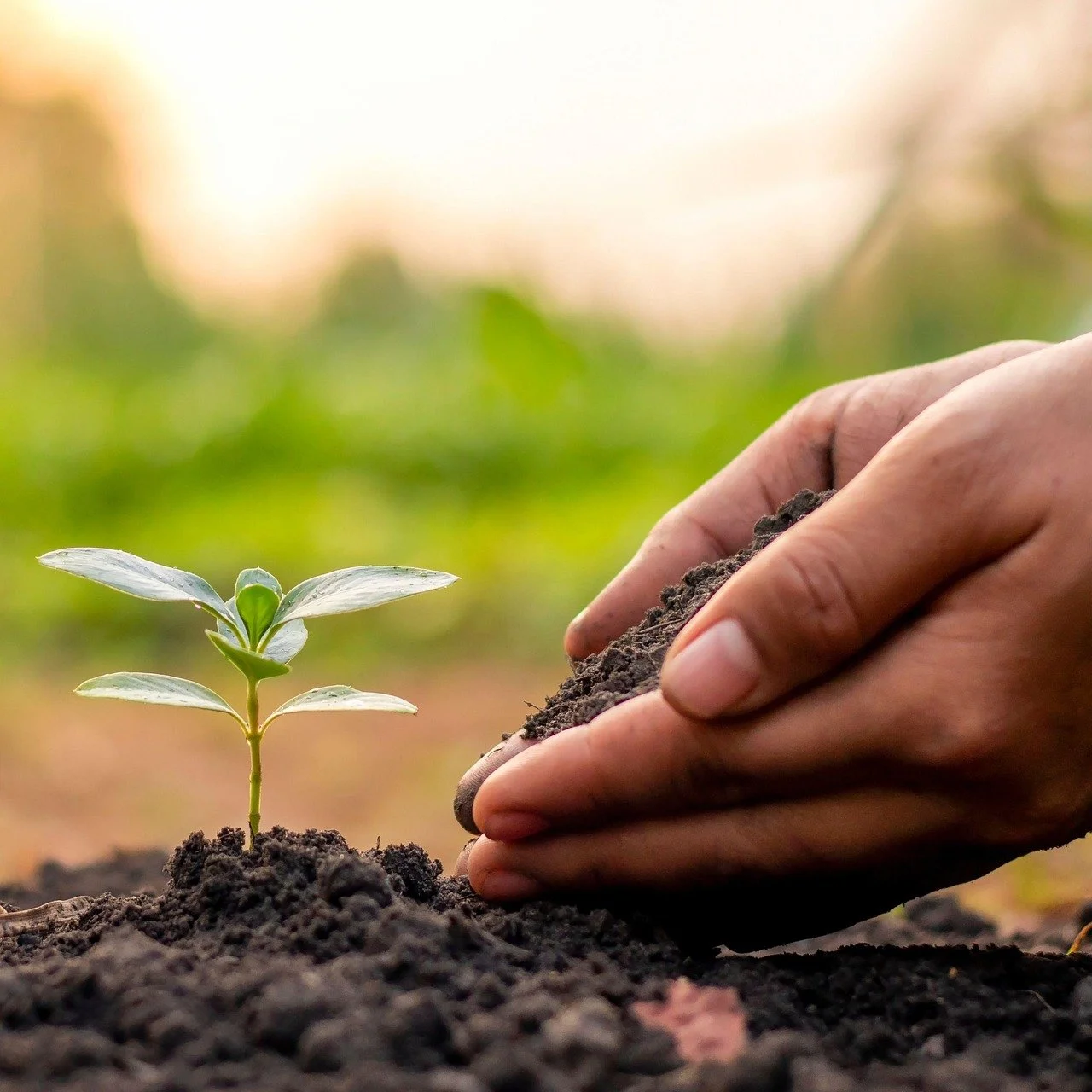 Cultivate the Opposite: Emotional Balance in Difficult Times 