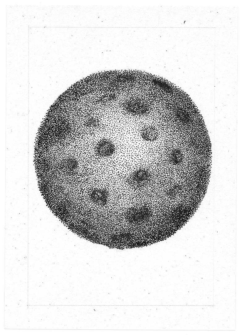 Amaranth (Cell Series), Original Ink Drawing