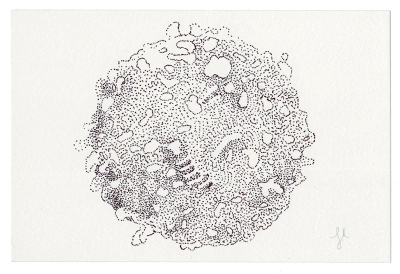 White Blood Cell No. 1