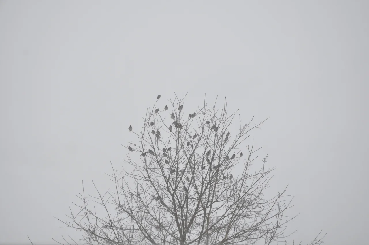 DSC_0790.jpg