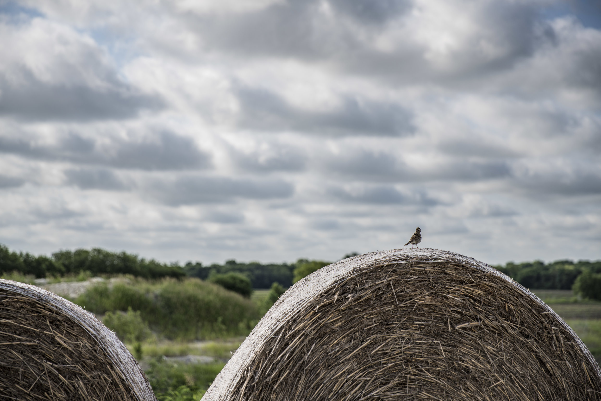 Image Library Collection 06.jpg