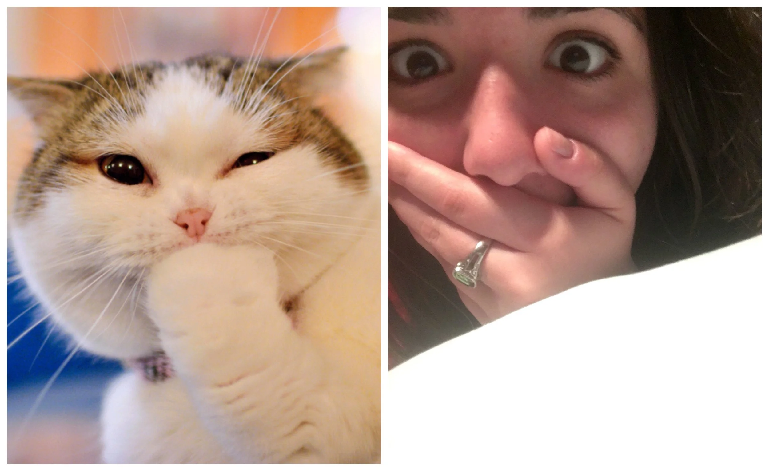 Olivia - Cat