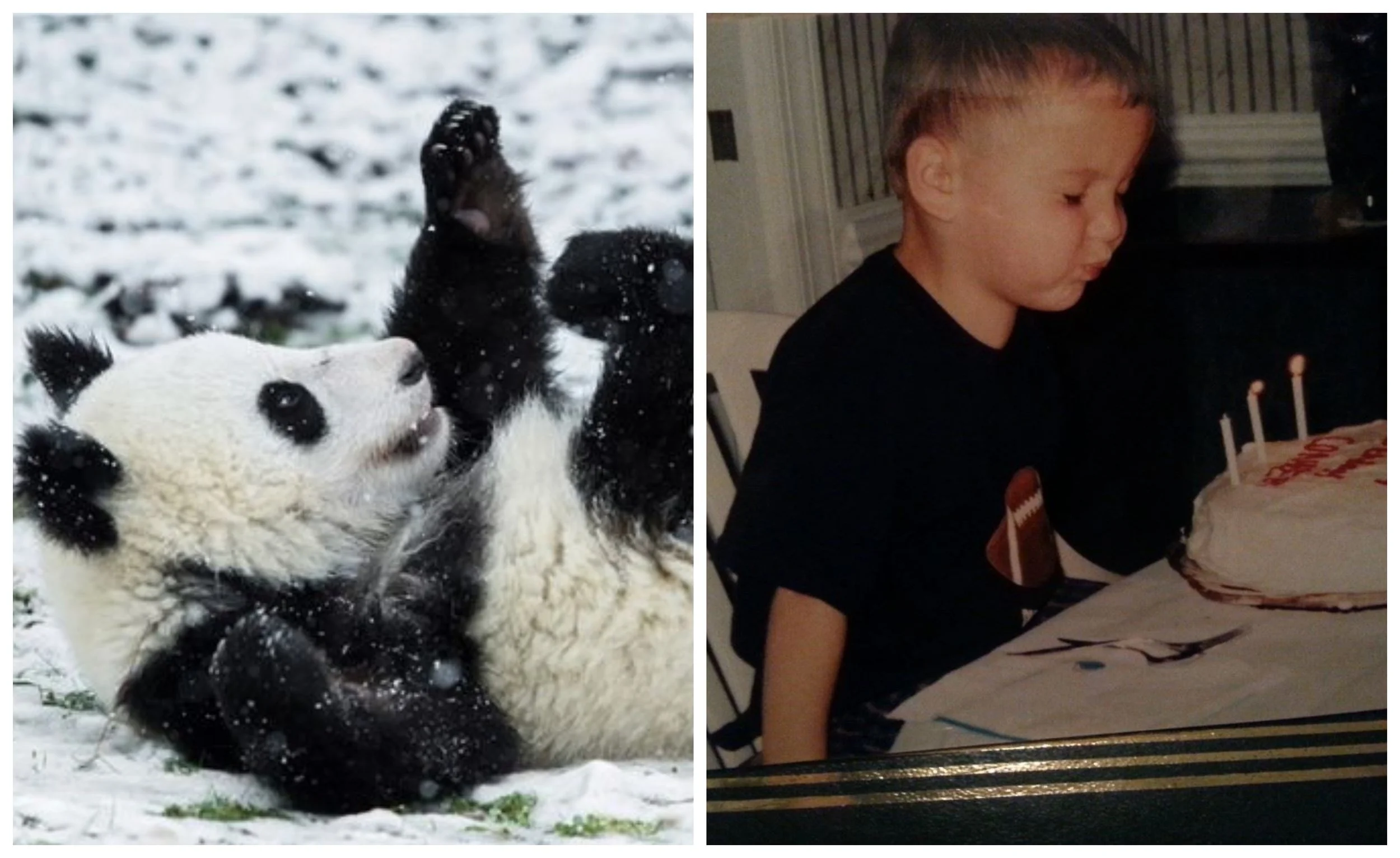 Conner - Panda