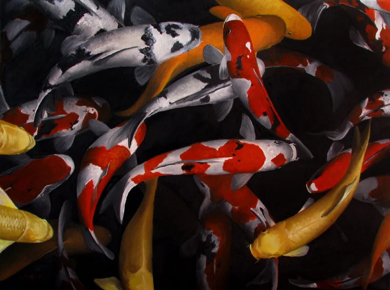 Koi