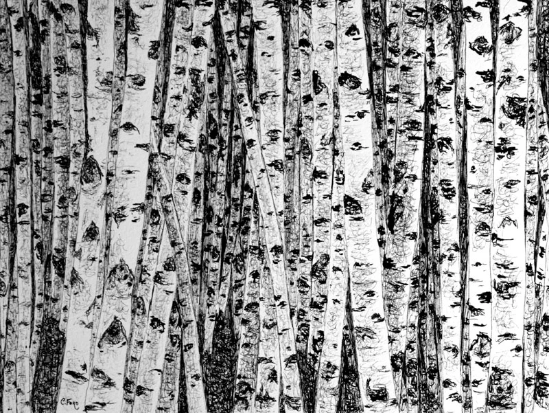 Birch Trees