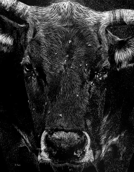 Heifer