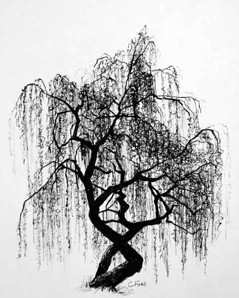 Weeping Willow