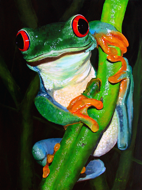 Red Eyed Tree Frog