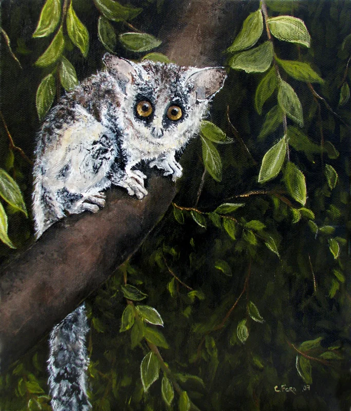 Bushbaby