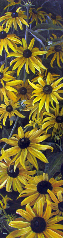 Black Eyed Susan's