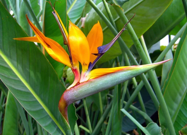 bird of paradise.jpg
