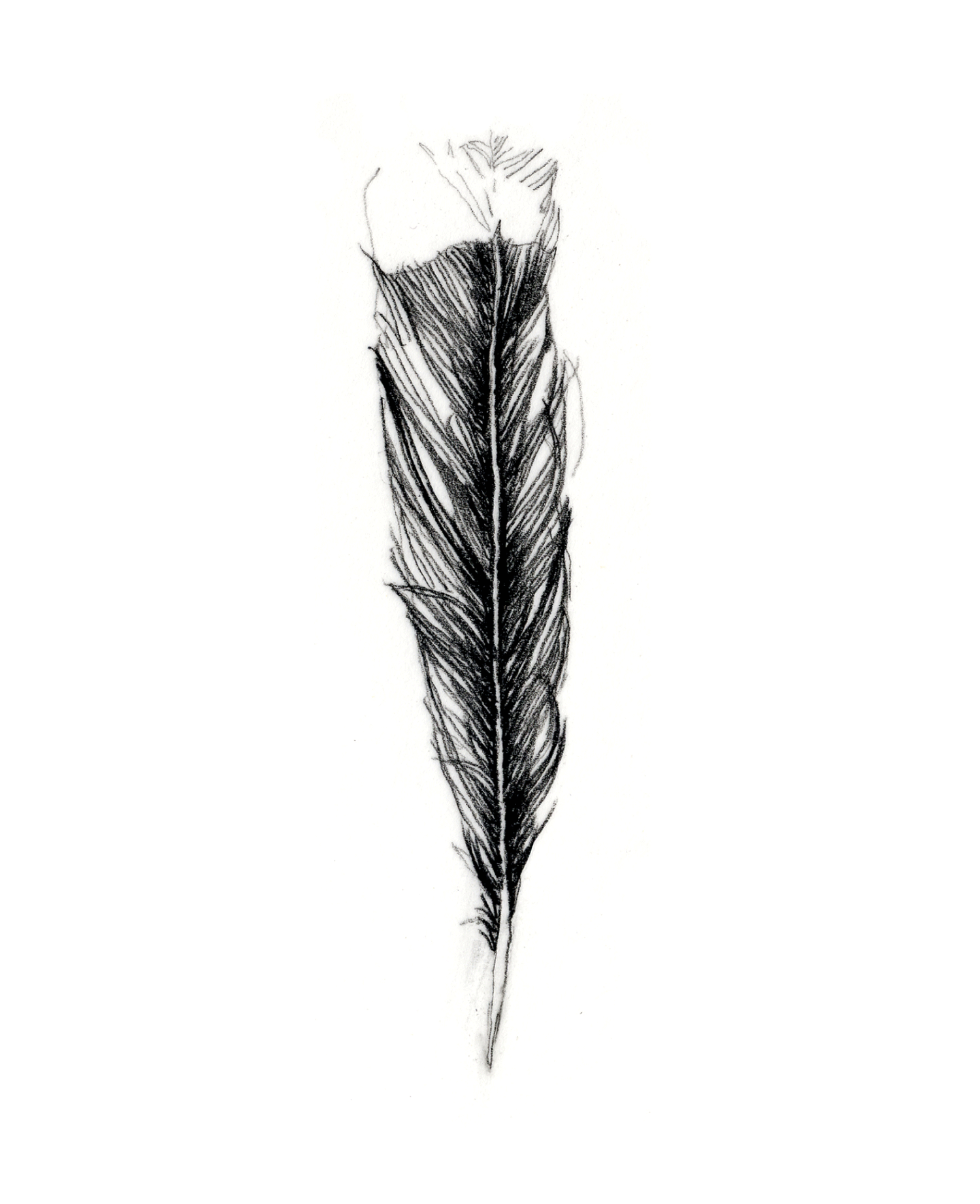 Huia Feather , 2005, Graphite on paper, 10 x 8 inches