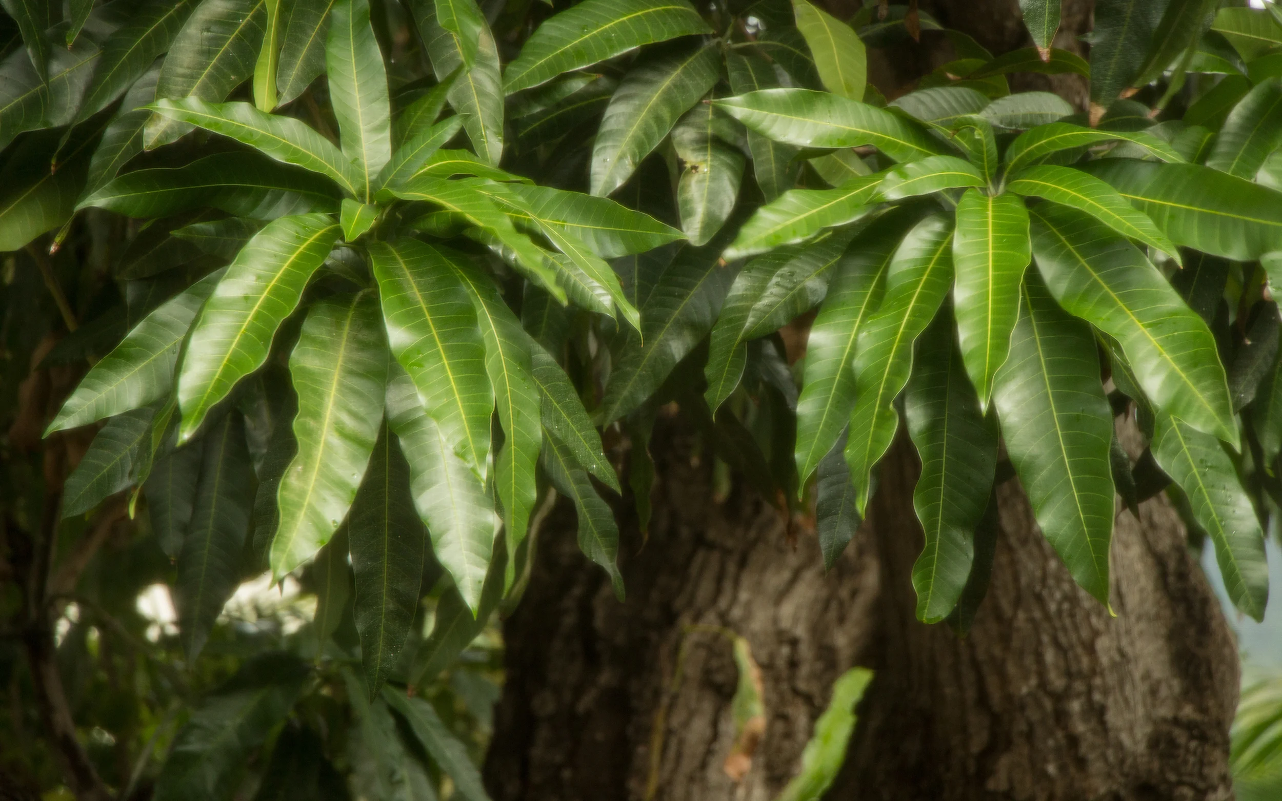 hapa_tree_mango.jpg