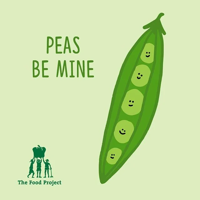 Oh snap! Valentine’s Day is tomorrow. It’s not too late to share peas and love with the gift of a CSA from The Food Project. You’ll get 20 weeks of freshly harvested produce, give 120 teens an opportunity to learn about food and social justice, and grow a world where everyone has access to fresh, healthy food. Buy yours now via link in bio.