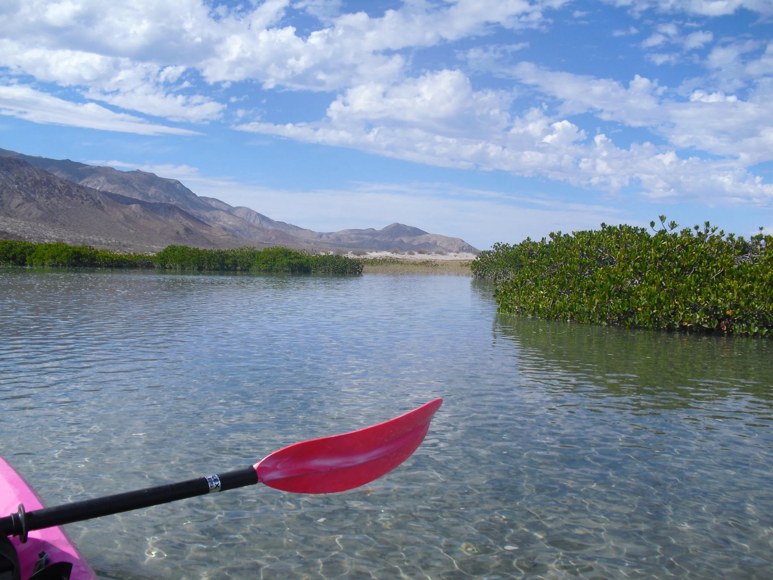 Mangrove Estuary // Bahia de Las Animas, Baja California (Mexico)