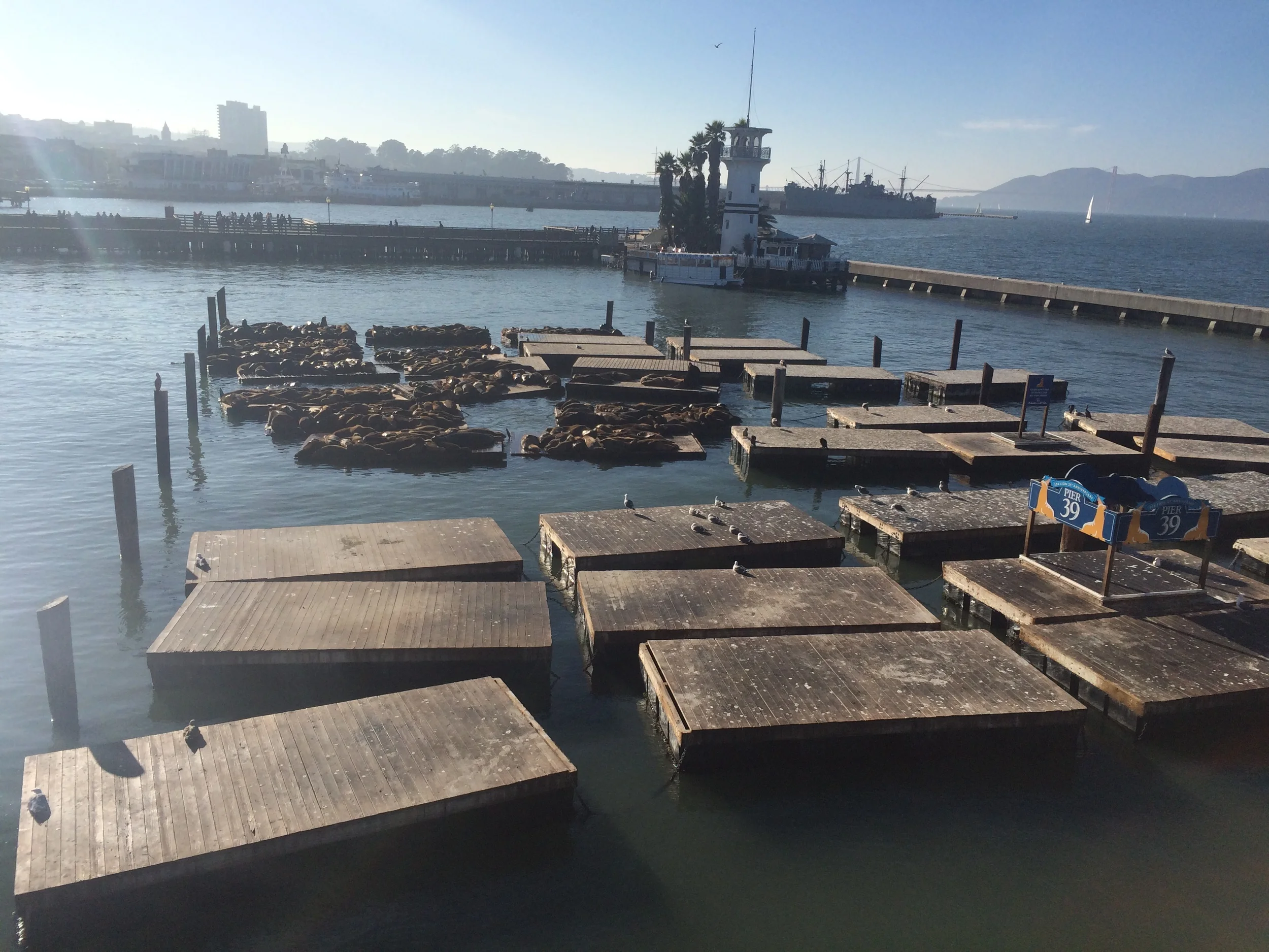 Pier 39 // San Francisco, California