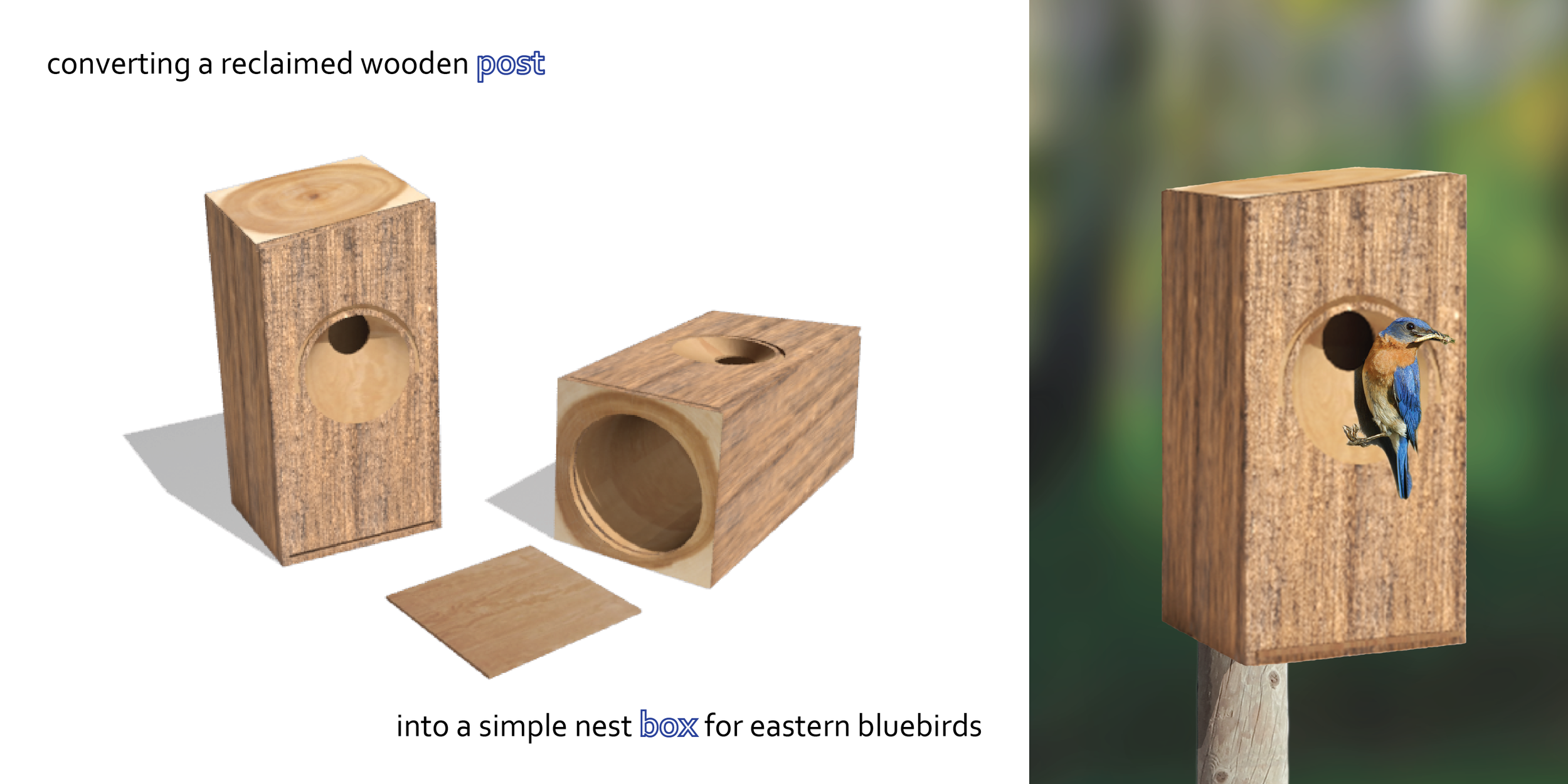 post box : eastern bluebird