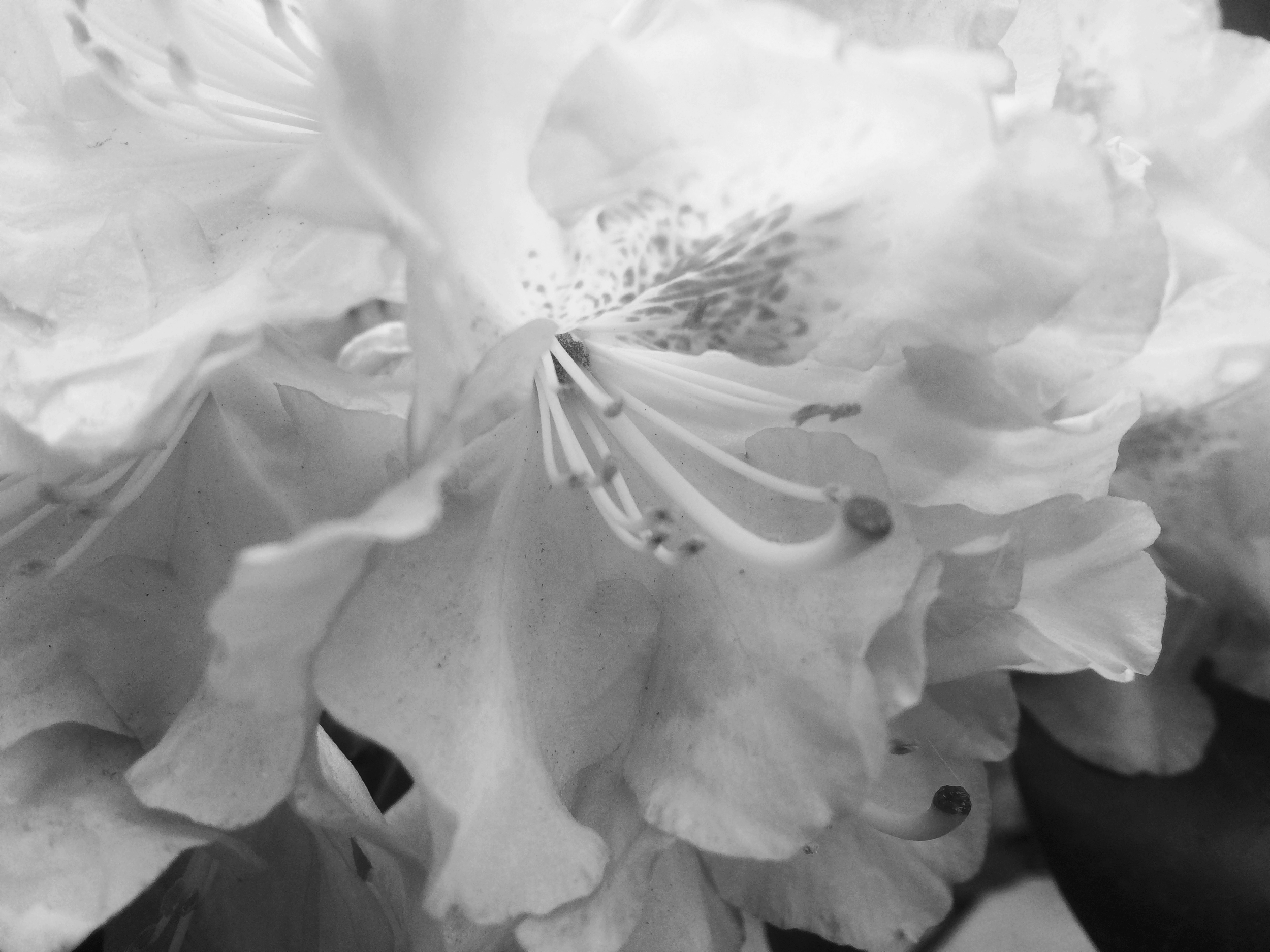 I - azalea // Rhododendron