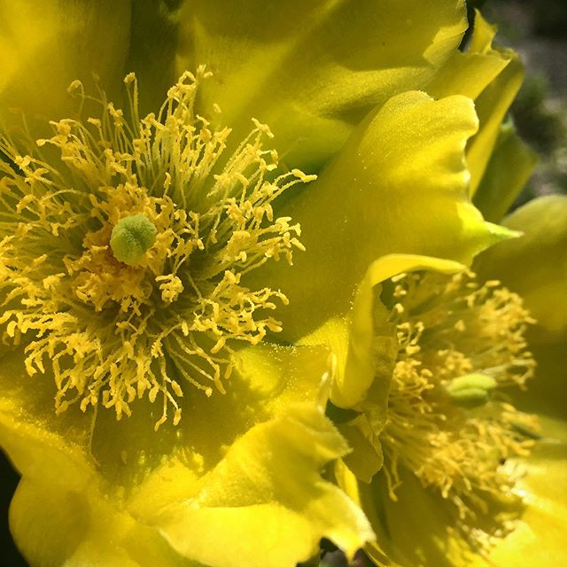 Sun&rsquo;s out, blooms out. The #opuntia out front is loving this summer weather, and so am I 😎!
-
#pricklypear #cactus #bloom #flower #texasnative