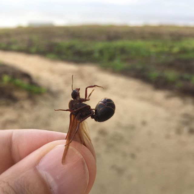 Thanks to the intense rain of the last couple of nights the special on today&rsquo;s menu will be . . .  #chicatanas!
-
These ants leave their nests after the first heavy rains of the wet season to go in search of new locations to found their own col