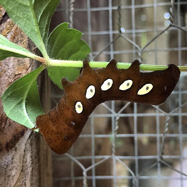 I think maybe I&rsquo;ll just put up a sign at the back of the garden: &ldquo;Here be Dragons&rdquo; . . . !!
-
#Pandora_Sphinx_Moth #Eumorpha_pandorus #Virginia_Creeper #Parthenocissus_quinquefolia #caterpillar #larvae #babydragon