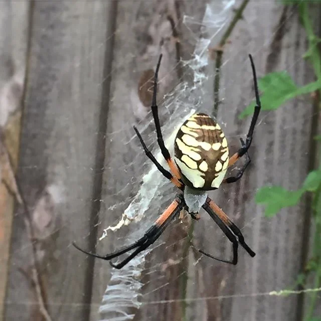 New garden security moved in this weekend - what do you think??
-
This female #YellowandBlackGardenSpider (#argiope_aurantia) is huge - her abdomen is only slightly smaller than a golf ball. Here&rsquo;s hoping she lays lots of eggs this summer!!
-
#