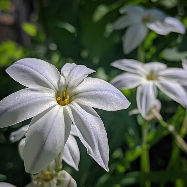 I guess it's time . . . helloooooo Spring!!!
-
#springephemeral #bloom #fragrant #spring_starflower #ipheion_uniflorum #ipheion_uniflorum_alberto_castillo