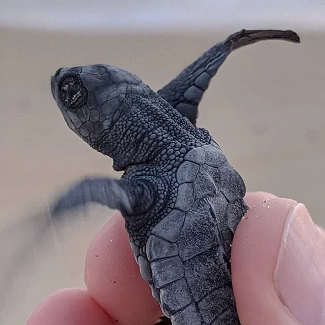 Because some days you just need something cute in that IG feed. Love these little babies, like a living jewel with those fine scales.
-
#golfina #olive_ridley #Lepidochelys_olivacea #seaturtle #hatchling #egg_tooth