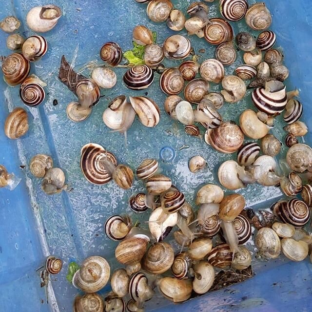 Does this count as spring cleaning??
-
Anyone else struggling with an invasion of the molluskular kind? At least hand picking does make for a very calming task in these weird times, and the chickens love the resulting feast. But I do still wish there